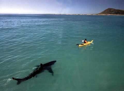 Kayak shark